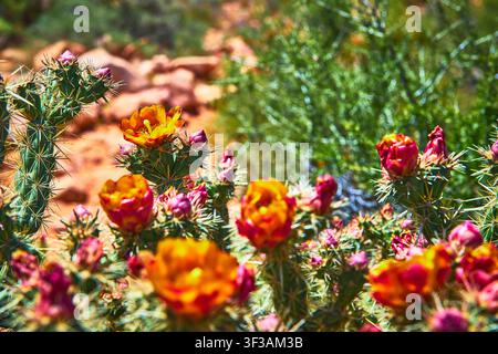Grossissement d'une fleur de cactus avec des pétales jaune et orange et des épines sous le soleil du désert Banque D'Images