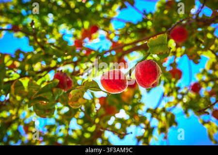 Gros plan de pêches mûres sur une branche d'arbre avec des feuilles éclairées par le soleil et un ciel bleu Banque D'Images