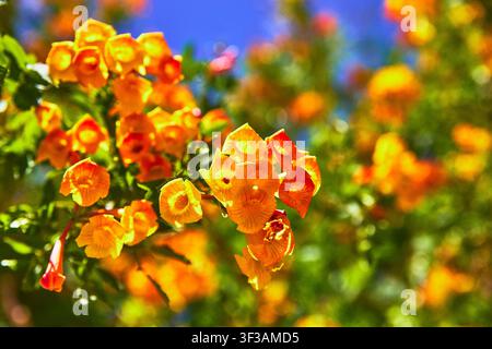Fleurs orange vif et jaunes contre un ciel bleu dans un jardin baigné de soleil Banque D'Images