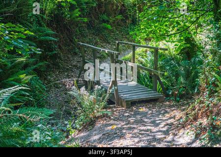Un pont piétonnier en bois rustique enjambe un sentier parsemé de feuilles à travers une forêt dense à Lansallos, Cornouailles, Royaume-Uni. Banque D'Images