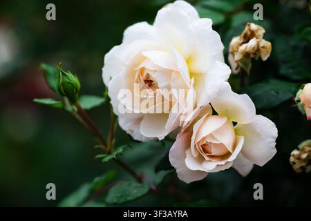 Fleurs de rose Crocus Rose crémeuses et pêches avec des gouttes de pluie sur les pétales et un feuillage vert foncé après la pluie, gros plan avec espace de copie Banque D'Images