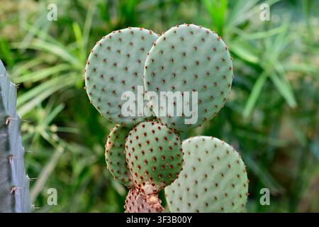Plante de cactus Opuntia microdasys rufida avec des glochides rougeâtres sur fond vert flou gros plan cactus oreilles de lapin Banque D'Images