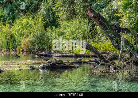 La verdure tropicale encadre des eaux tranquilles et claires. La lumière du soleil danse sur la surface calme et réfléchissante. Les arbres se penchent vers l'eau avec une grâce naturelle. Oiseau per Banque D'Images
