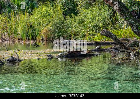L'eau claire coule à travers des racines enchevêtrées et une végétation luxuriante. Les tortues glissent doucement dans des ruisseaux peu profonds baignés de soleil. Les arbres se penchent bas sur l'eau, leurs branches drapent Banque D'Images