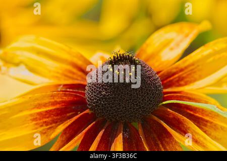 Une vue macro détaillée d'une fleur de Suzanne aux yeux noirs mettant en valeur son centre sombre texturé et ses pétales jaune-orange vif avec des stries rouges subtiles Banque D'Images