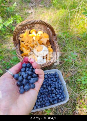 Myrtilles fraîches dans les mains d'une femme après une cueillette en forêt, avec un récipient à baies, des chanterelles dans un panier. Travail manuel Banque D'Images
