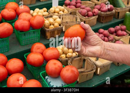 Vue rapprochée de la main d'un acheteur tenant une tomate sur un marché de producteurs Banque D'Images
