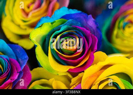 Une vue en gros plan extrême se concentrant sur le motif en spirale central d'une tête de fleur de rose teinte arc-en-ciel, présentant des pétales concentriques lisses colorés en bri Banque D'Images