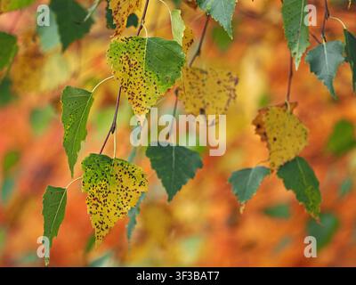 feuilles d'automne brun-jaune-vert de bouleau argenté (Betula pendula) avec des taches sombres de déclin lié à l'âge sur la surface nervurée créant un effet de tapisserie Banque D'Images