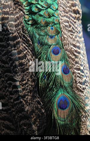 Photographie macro époustouflante capturant les détails complexes des plumes de la queue d'un paon mâle. Des bleus, verts et or irisés vibrants forment un contraste frappant Banque D'Images