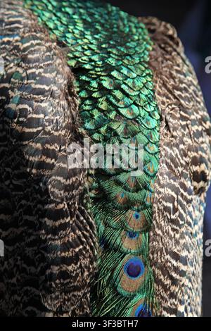 Photographie macro époustouflante capturant les détails complexes des plumes de la queue d'un paon mâle. Des bleus, verts et or irisés vibrants forment un contraste frappant Banque D'Images