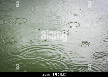 De petits impacts apparaissent puis s'éloignent en cercles parfaits. Le motif répétitif forme une tapisserie calme de mouvement sur l'eau verte, idéale pour les arrière-plans à partir de Banque D'Images