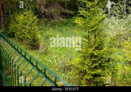 Une haie d'arbovitae nouvellement plantée le long de la clôture, plusieurs arbres étant morts ou séchés après la plantation. En été dans un jardin extérieur. Banque D'Images
