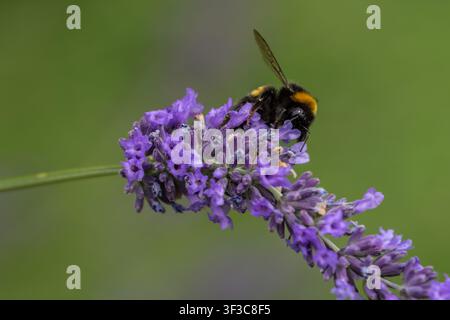 Bumblebee se nourrissant de fleurs de lavande Banque D'Images