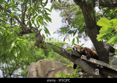 panda roux endormi sur l'arbre Banque D'Images