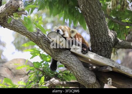 panda roux endormi sur l'arbre Banque D'Images