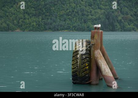 Bollards d'amarrage érodés avec pare-battage en pneu couvert de mousse et mouette reposant sur l'eau turquoise et calme du fjord à Fjaerland, Norvège. Banque D'Images