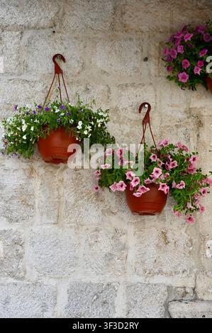 Beaux pots de fleurs suspendus remplis de pétunias roses, blancs et violets en fleurs, fixés à un mur de pierre vintage de couleur claire dans un style de décoration de rue méditerranéenne. Banque D'Images