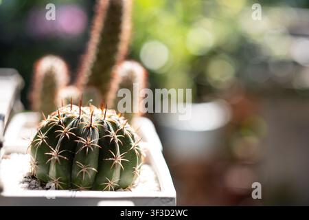 Cactus rond avec de longues épines dans un pot blanc avec des cactus et de la verdure flous en arrière-plan Banque D'Images
