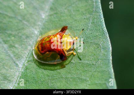 Un scarabée tortue transparent avec une carapace jaune doré et rouge reposant sur une feuille verte, gros plan macro montrant la texture brillante et les antennes délicates Banque D'Images