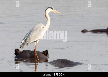 Héron cendré (Ardea cinerea) pêchant à l’arrière d’un hippopotame, Sunset Dam, parc national du Kruger, Afrique du Sud, comportement des oiseaux Banque D'Images