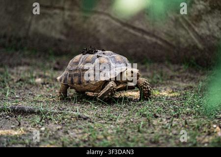 Tortue à épines africaine marchant dans un habitat naturel de terre et d'herbe avec une faible profondeur de champ. Banque D'Images