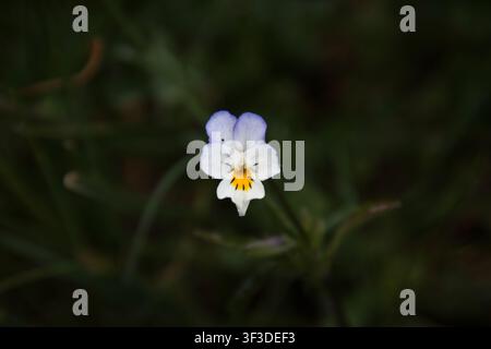 Viola arvensis Gros plan de fleur sauvage blanche et violet pâle avec gorge jaune, pétales délicats, douce Banque D'Images