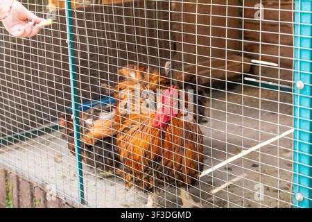 Person alimentant des poulets domestiques à travers un grillage dans un enclos agricole rustique Banque D'Images
