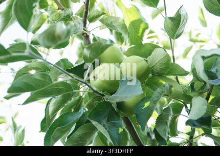Pommes vertes suspendues aux branches d'un verger domestique pendant la saison de croissance estivale. Banque D'Images