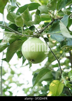 Pommes vertes suspendues aux branches d'un verger domestique pendant la saison de croissance estivale. Banque D'Images