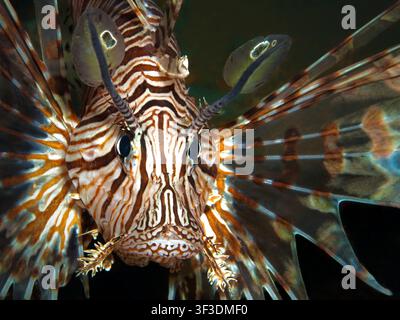 Portrait en gros plan extrême d'un poisson-lion rouge (Pterois volitans) faisant face à l'appareil photo Banque D'Images