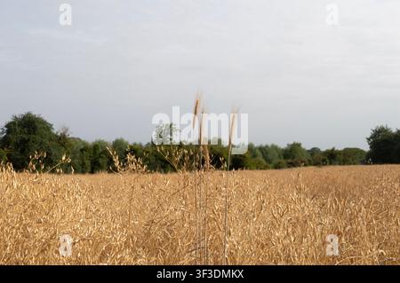 Blé poussant sur un champ de colza. Angleterre. Banque D'Images