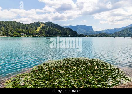 Nymphea alba (Nymphaea alba) sur le lac de Bled, Bled, Haute-Carniole, Slovénie Banque D'Images