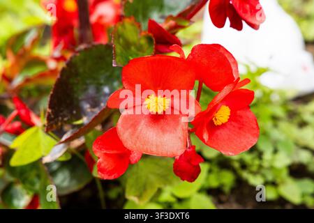 Grossissement d'une begonia cireuse (Begonia semperflorens) aux fleurs rouge vif et centres jaunes Banque D'Images