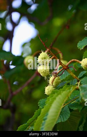 Vue rapprochée de capsules de graines d'aubépine verte épineuses mûrissant sur une branche parmi des feuilles vertes luxuriantes. Photographie naturelle en plein air magnifique, adaptée pour les concepts d'automne, d'été, d'écologie, de botanique et de design naturel. Banque D'Images