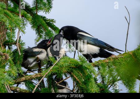 Pie eurasienne nourrissant des poussins affamés perchés haut sur des branches de pins à feuilles persistantes, portrait rapproché réconfortant d’oiseaux sauvages dans leur habitat naturel arboricole. Banque D'Images