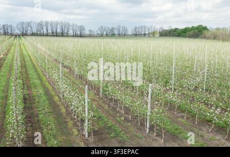 Pommiers en fleurs dans un verger, rangée de poteaux en bois, saison du printemps Banque D'Images