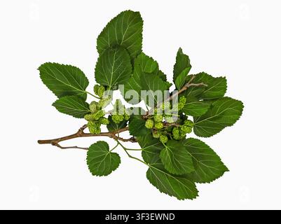 Cette image présente une branche de mûrier blanc ornée de feuilles vertes vives et de grappes de fruits mûrs. Banque D'Images