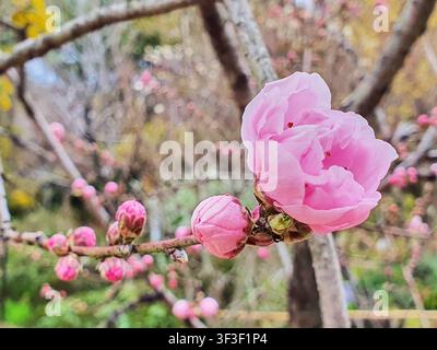 Une photographie en gros plan vibrante capturant la beauté délicate des branches d'arbres en fleurs au printemps. En mise au point nette, une fleur rose entièrement éclose avec une douceur, Banque D'Images