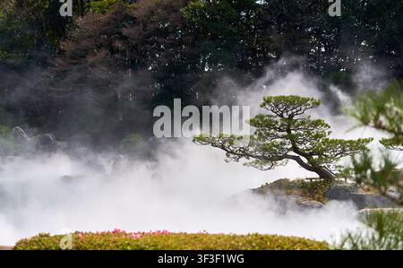 Une scène sereine de jardin japonais mettant en vedette un pin sculptural aux branches horizontales soigneusement taillées, se dressant de manière proéminente sur un terrain rocheux. Banque D'Images