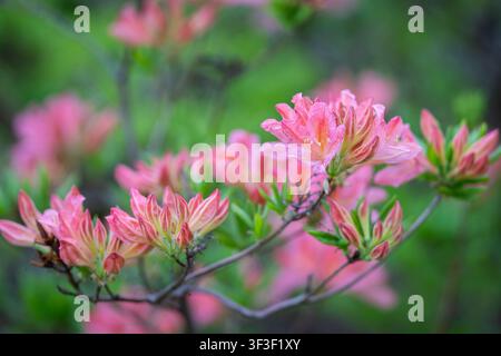 Rhododendron japonicum (A.Gray) Suringar avec de délicates fleurs rose-coral et des boutons de fleurs en train de s'ouvrir. Gros plan d'une azalée japonaise en fleurs dans un jardin. Banque D'Images