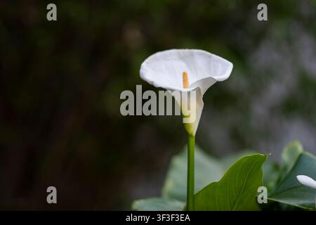 Zantedeschia aethiopica (L.) Spreng. calla blanche en pleine floraison. Close-up élégant d'une lys arum avec fond naturel sombre et espace de copie. Banque D'Images