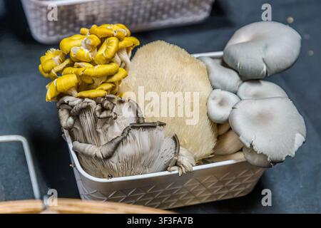 Différents types de champignons sont exposés dans des paniers sur un étal de marché du Kierian Pathway à Wolfville, en Nouvelle-Écosse, Canada : des champignons citron jaunes, un champignon hérisson et des champignons de couche gris Banque D'Images