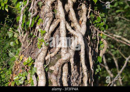 Tiges d’hortensia épaisses grimpant sur un tronc d’arbre avec des feuilles vertes au soleil Banque D'Images