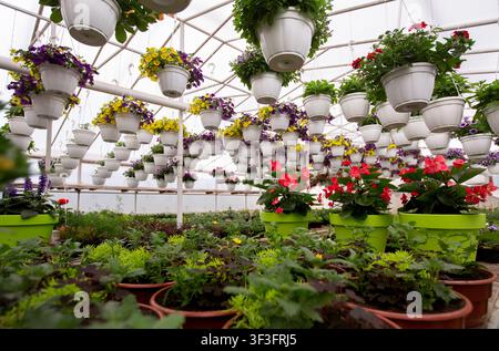 Pots de fleurs colorés et plantes suspendues dans une serre, arrangement floral éclatant Banque D'Images
