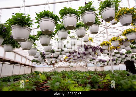 Pots de fleurs suspendus remplis de plantes colorées dans une serre, cadre de jardinage intérieur vibrant Banque D'Images