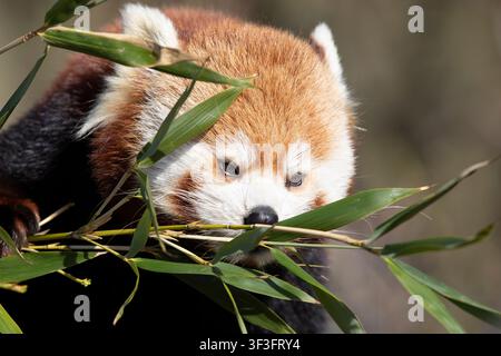 Close-up d'un panda roux poilu mâchant une branche de bambou verte, mettant en évidence ses marques faciales blanches et son épaisse fourrure brun-rouge. Banque D'Images