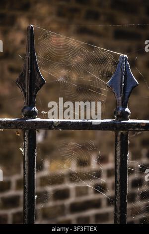 Grossissement d'une clôture métallique peinte en noir avec une toile d'araignée au soleil devant un mur de briques, Chelsea, Londres, Grande-Bretagne, Angleterre, Grande-Bretagne Banque D'Images