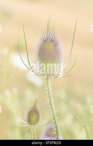 Carde sauvage (Dipsacus fullonum), en fleur, poussant sur des terres en friche, une friche industrielle, des terres en friche, une zone commerciale, une zone industrielle, l'industrie Banque D'Images
