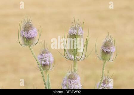 Carde sauvage (Dipsacus fullonum), en fleur, poussant sur des terres en friche, une friche industrielle, des terres en friche, une zone commerciale, une zone industrielle, l'industrie Banque D'Images